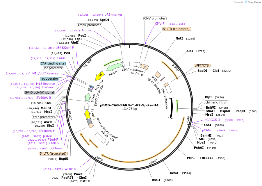 141347-plasmid-map-sequence-id-296391