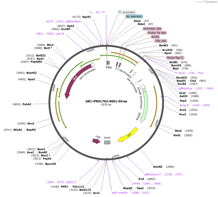 141344-plasmid-map-sequence-id-296400