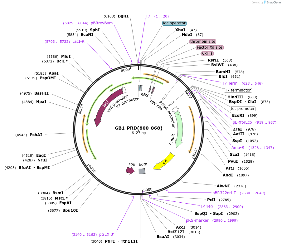 141345-plasmid-map-sequence-id-296403