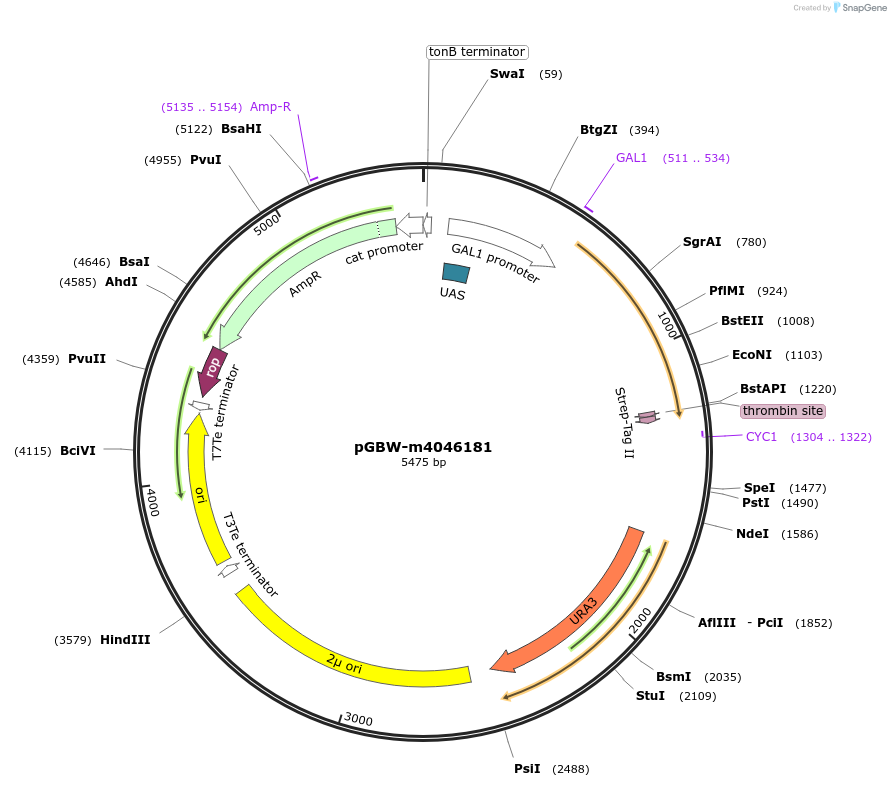 149090-plasmid-map-sequence-id-296416