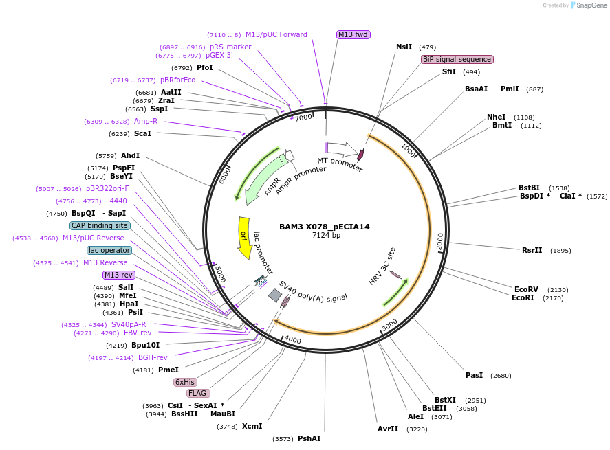 114906-plasmid-map-sequence-id-296421