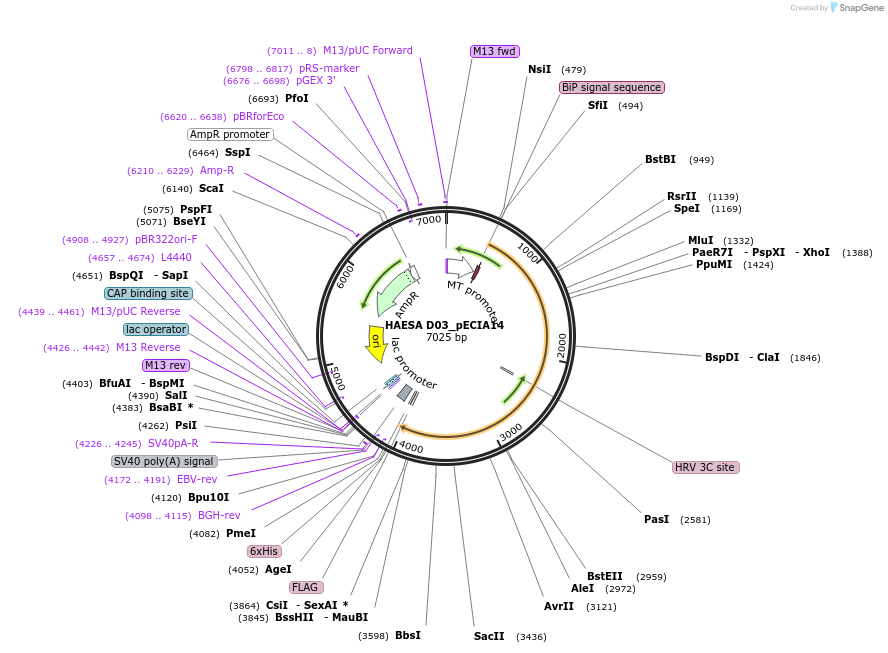 114908-plasmid-map-sequence-id-296423