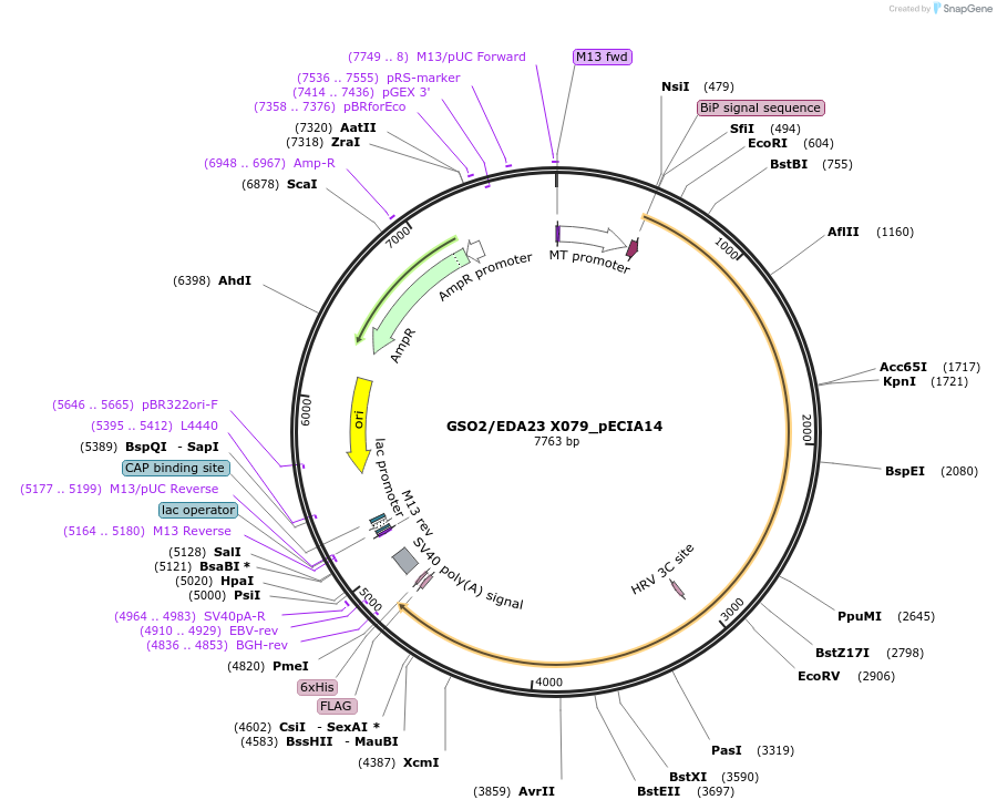 114911-plasmid-map-sequence-id-296427