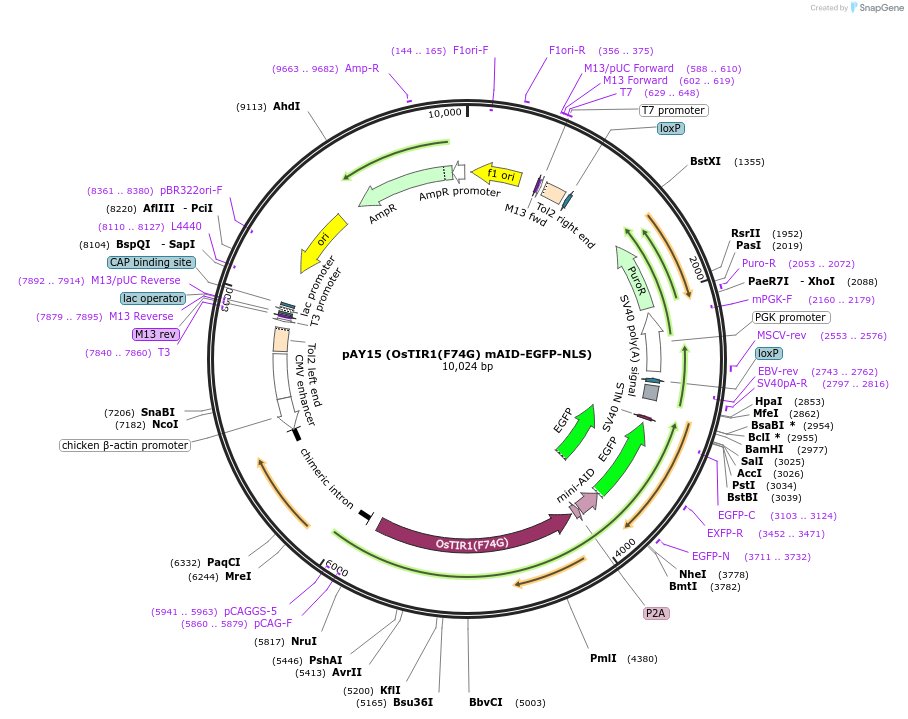 140534-plasmid-map-sequence-id-296431