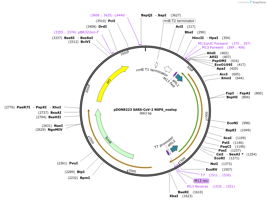 149309-plasmid-map-sequence-id-296438