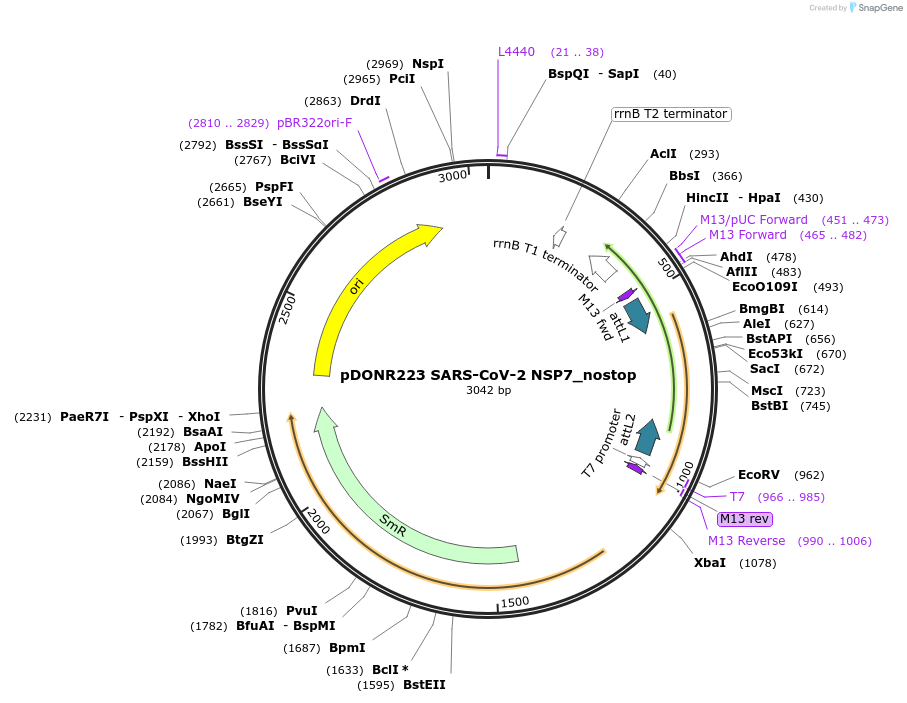 149310-plasmid-map-sequence-id-296439