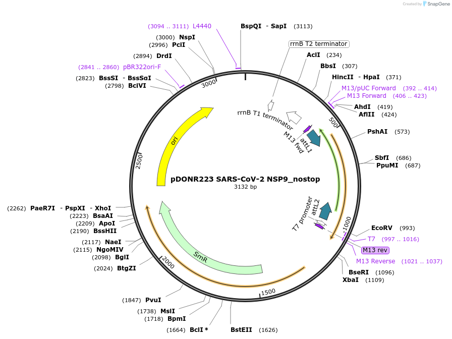 149312-plasmid-map-sequence-id-296444