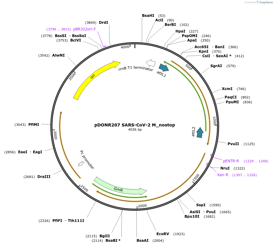 149322-plasmid-map-sequence-id-296471