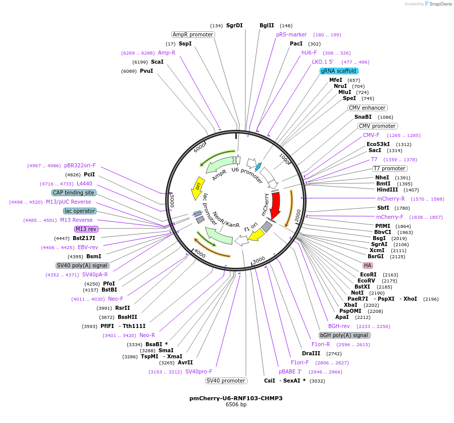 140584-plasmid-map-sequence-id-296475