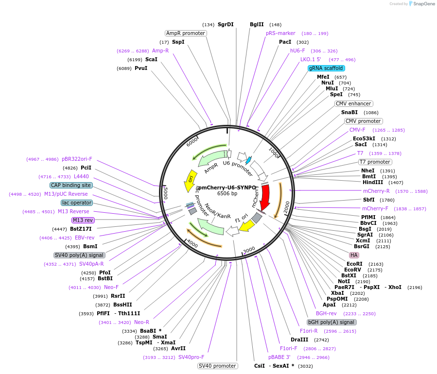 140587-plasmid-map-sequence-id-296476