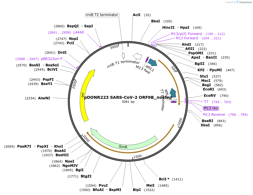 149327-plasmid-map-sequence-id-296477