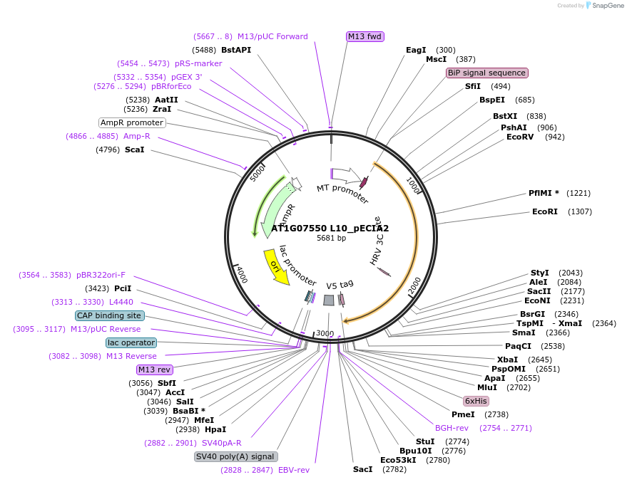 114938-plasmid-map-sequence-id-296488