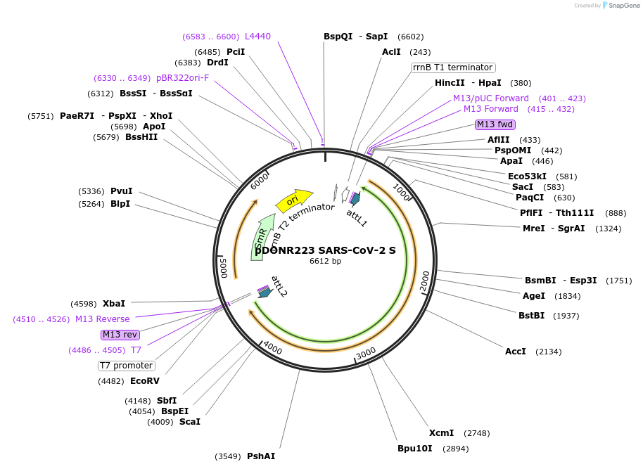 149329-plasmid-map-sequence-id-296492