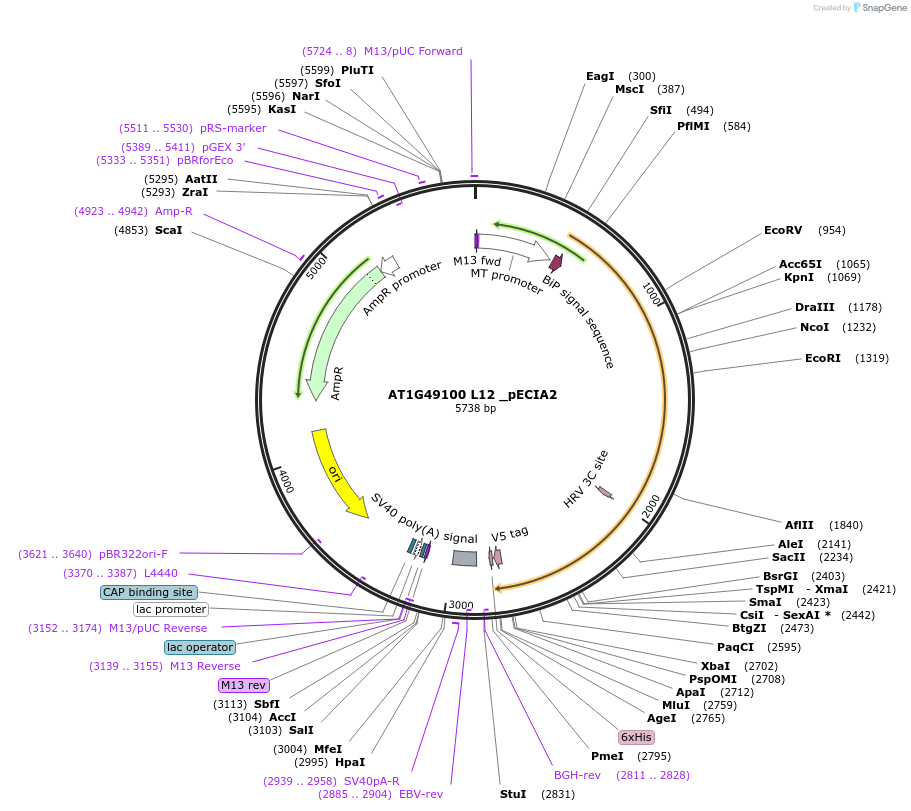 114940-plasmid-map-sequence-id-296493