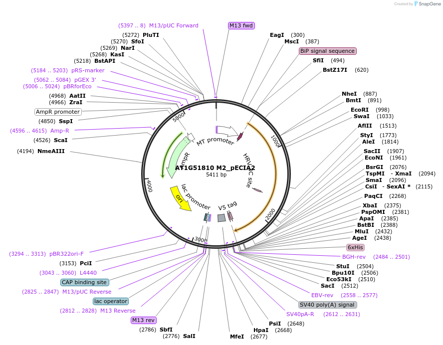 114942-plasmid-map-sequence-id-296497