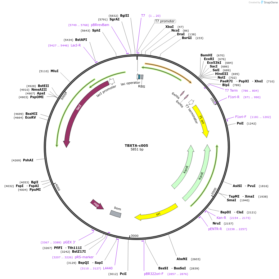139754-plasmid-map-sequence-id-296505