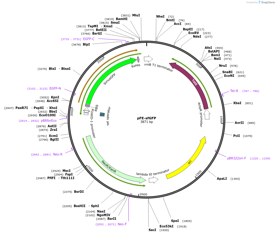 132998-plasmid-map-sequence-id-296506