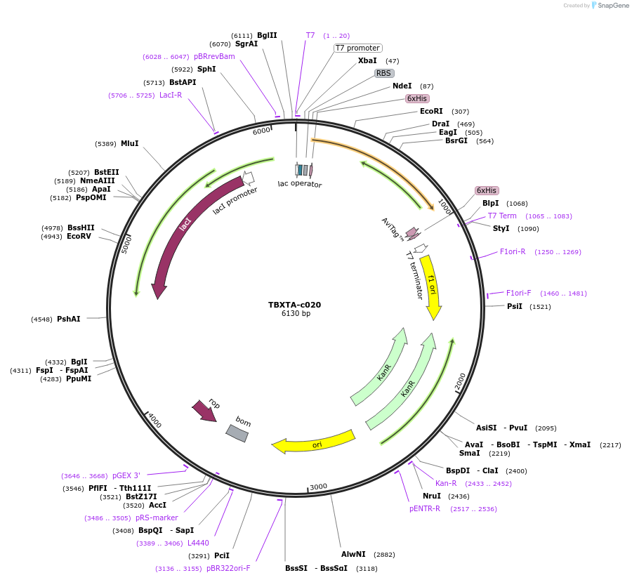 139757-plasmid-map-sequence-id-296518