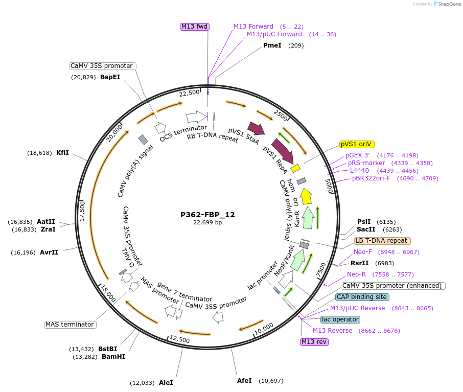 139703-plasmid-map-sequence-id-296521