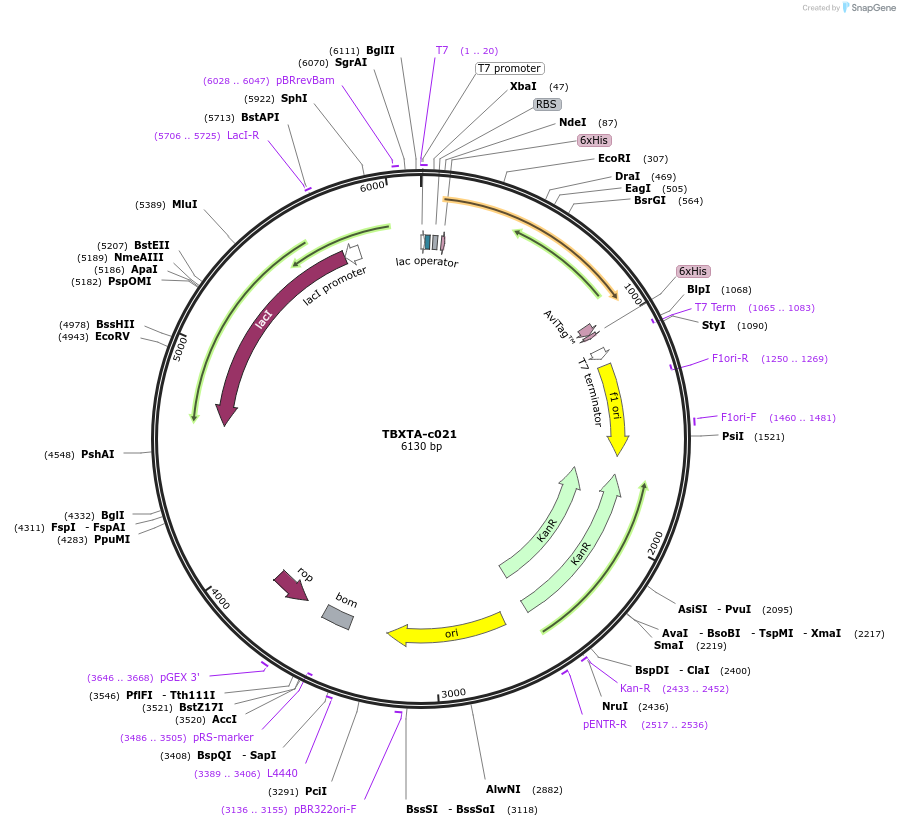 139758-plasmid-map-sequence-id-296541