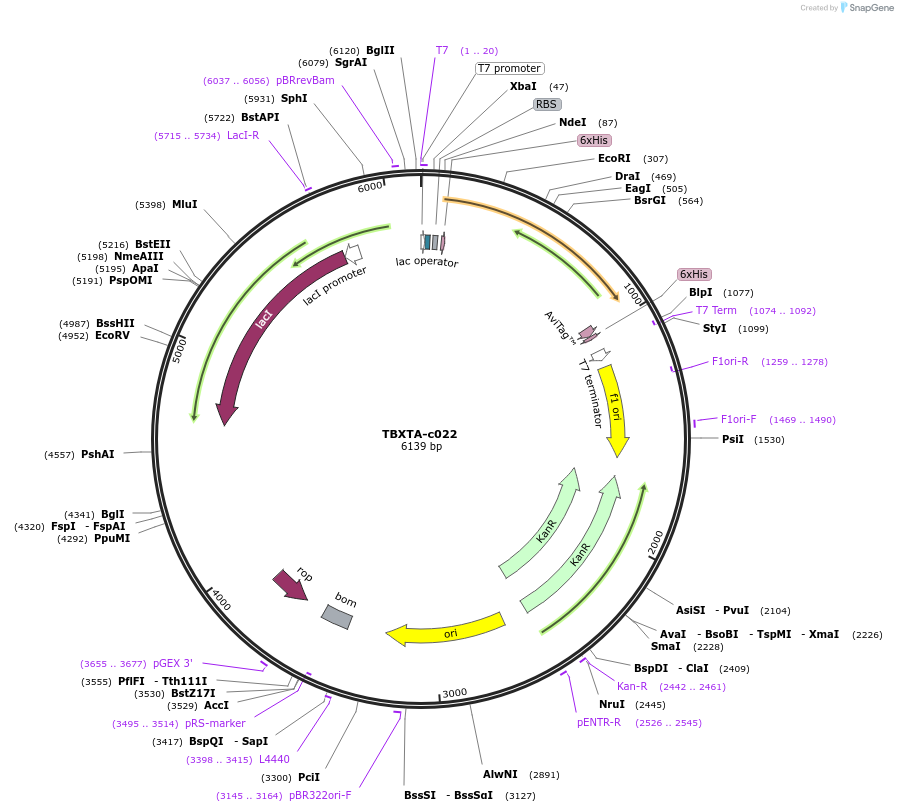 139759-plasmid-map-sequence-id-296542