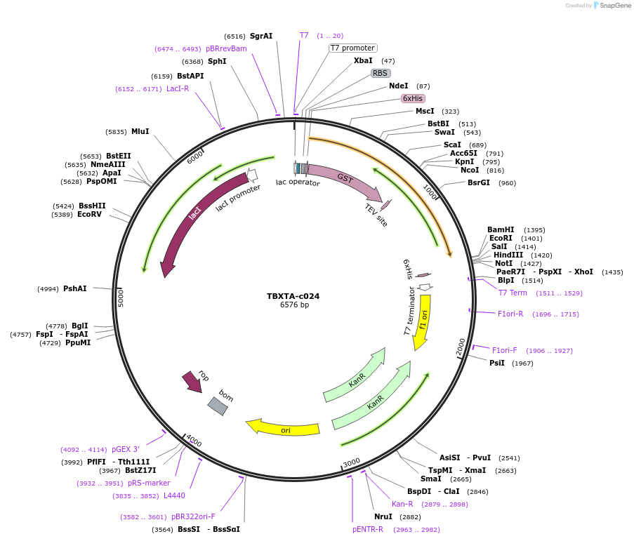 139761-plasmid-map-sequence-id-296544