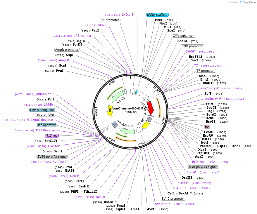 140581-plasmid-map-sequence-id-296567