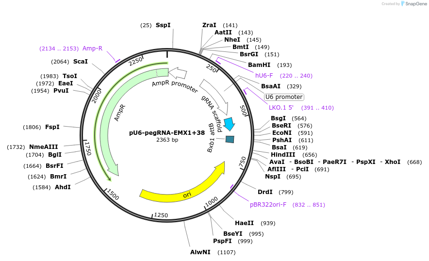 140579-plasmid-map-sequence-id-296571