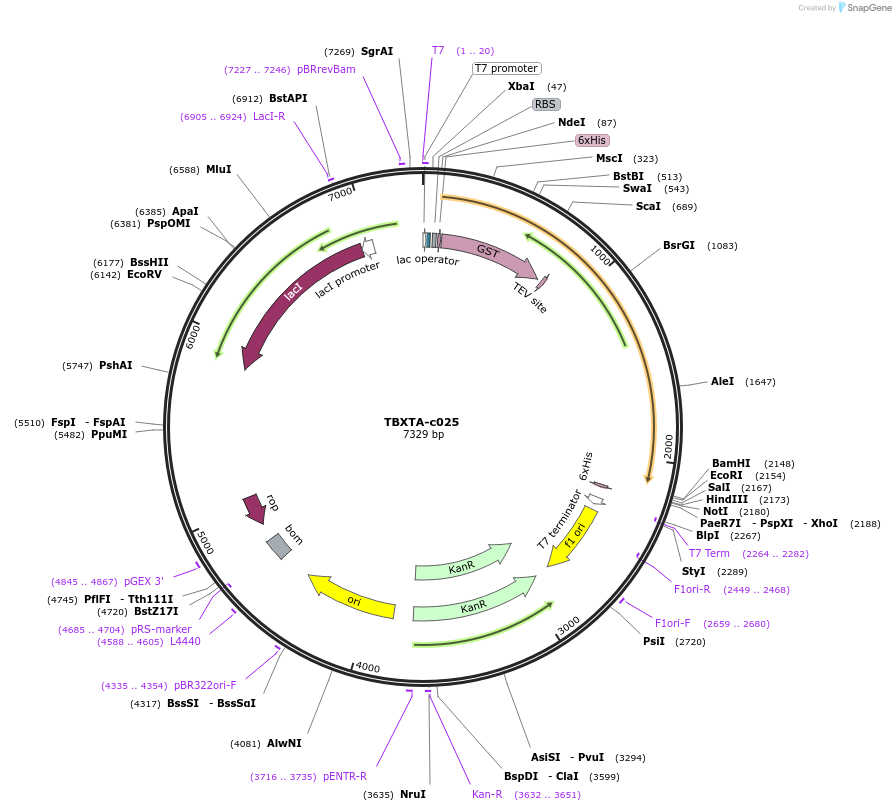 139762-plasmid-map-sequence-id-296575