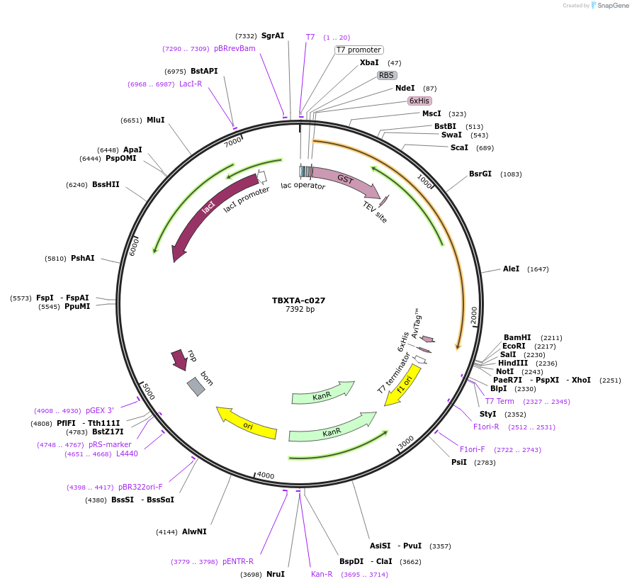 139764-plasmid-map-sequence-id-296577