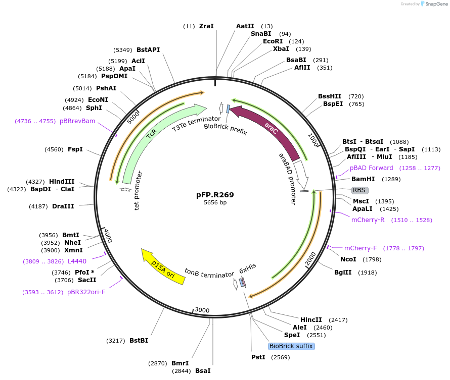 138181-plasmid-map-sequence-id-296586