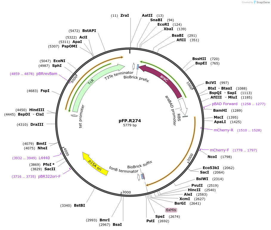 138223-plasmid-map-sequence-id-296592