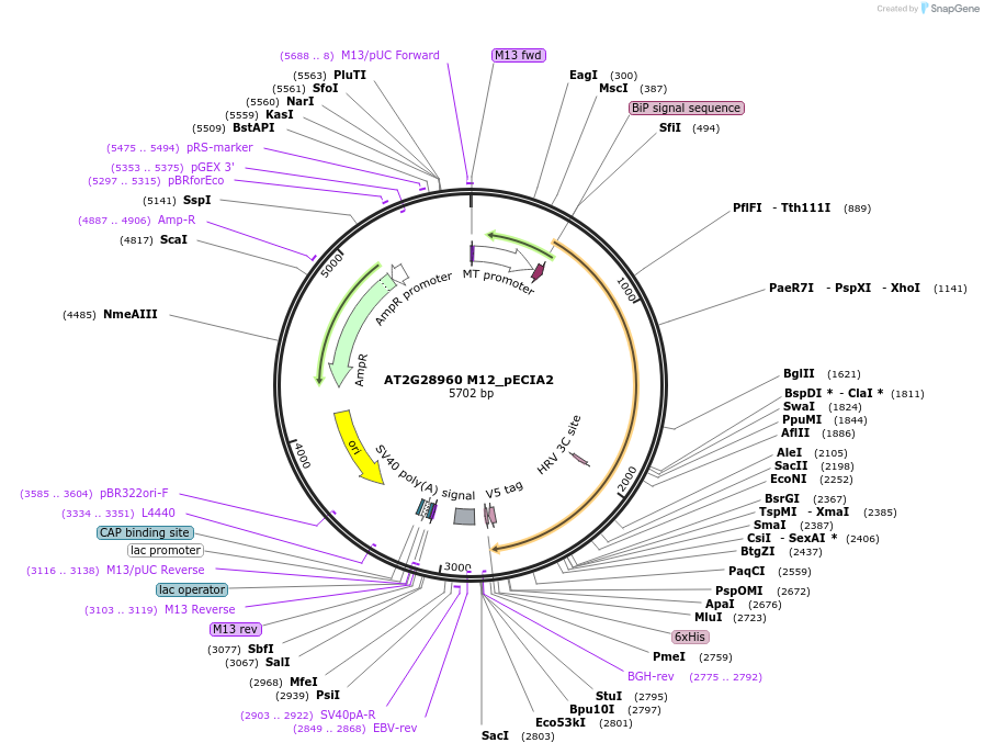 114950-plasmid-map-sequence-id-296610