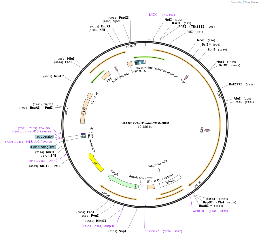 136551-plasmid-map-sequence-id-296612