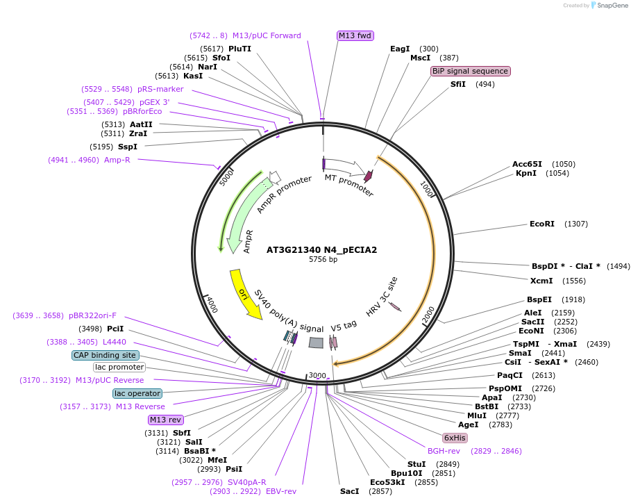 114953-plasmid-map-sequence-id-296630