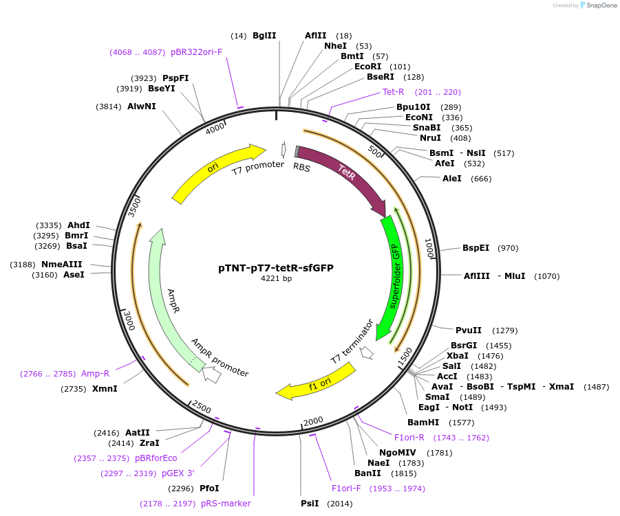 140868-plasmid-map-sequence-id-296678
