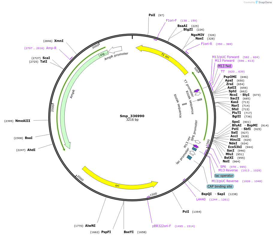 139378-plasmid-map-sequence-id-296706