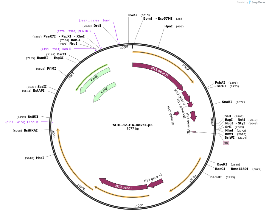139440-plasmid-map-sequence-id-296709