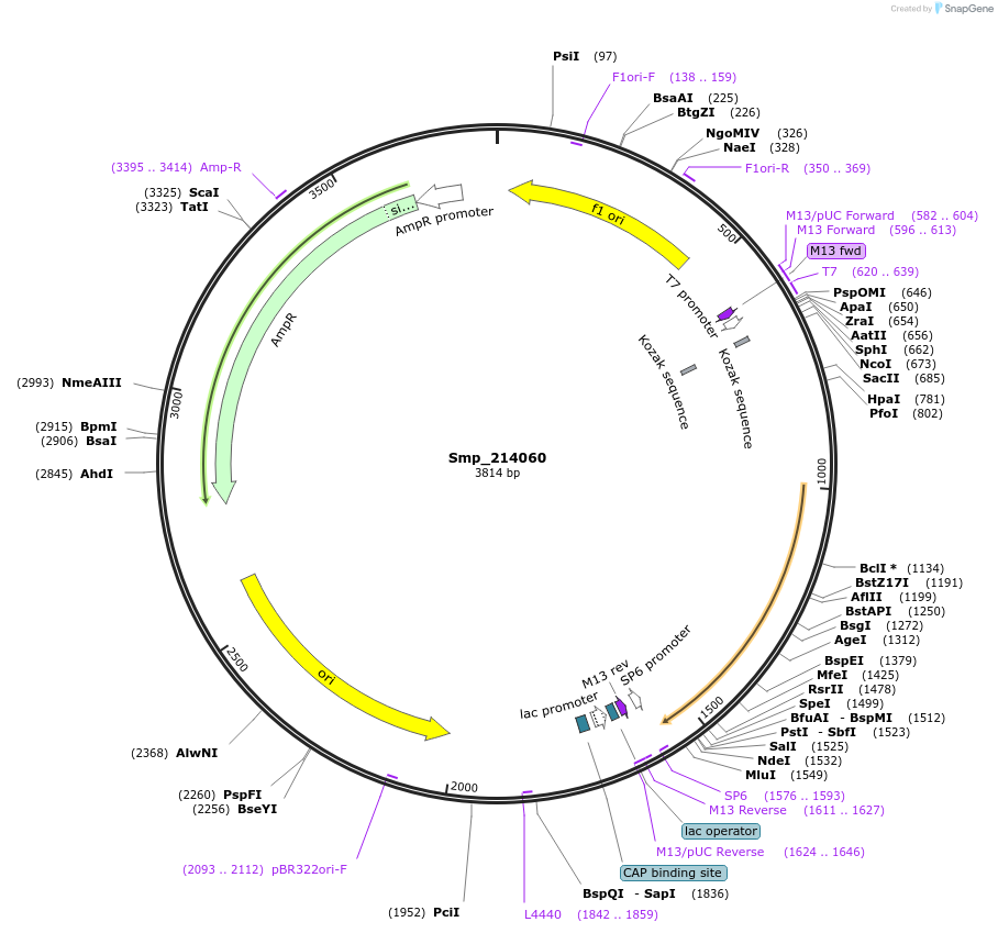 139377-plasmid-map-sequence-id-296714