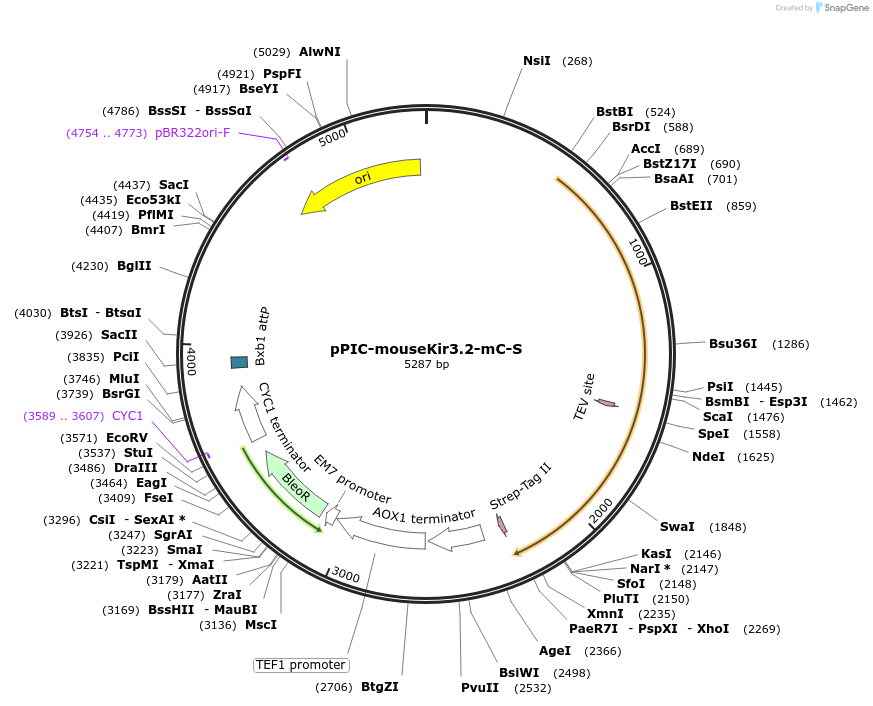140745-plasmid-map-sequence-id-296716