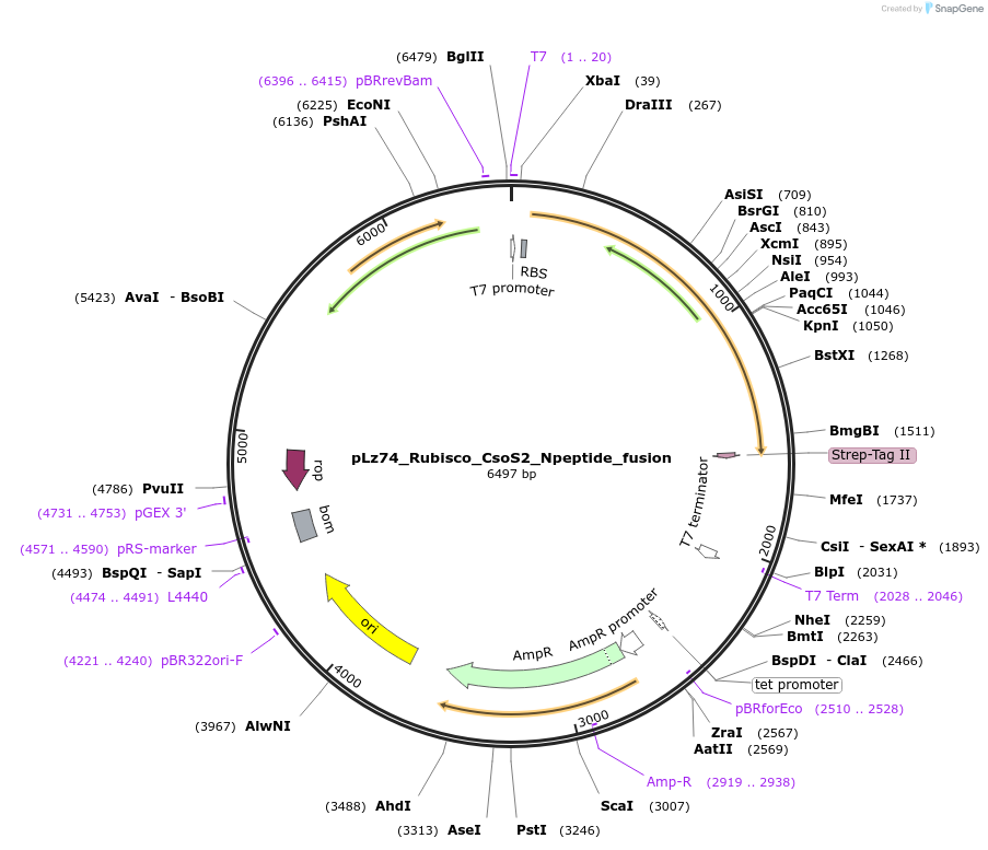 140840-plasmid-map-sequence-id-296743