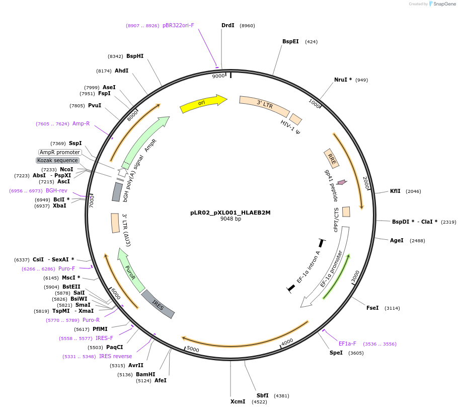 131087-plasmid-map-sequence-id-296745