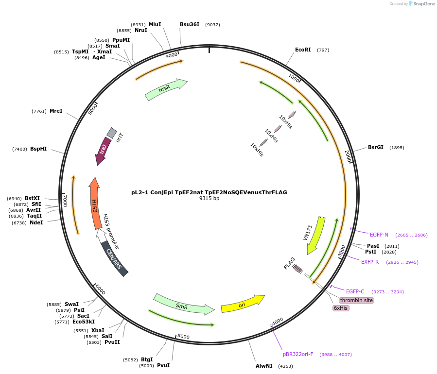 139961-plasmid-map-sequence-id-296746