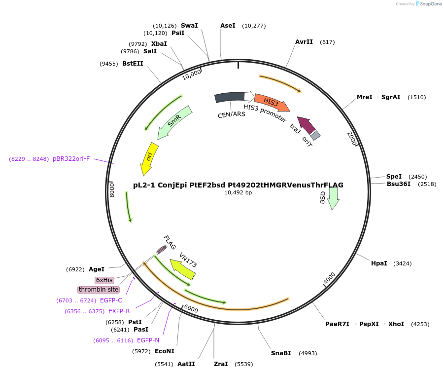 139964-plasmid-map-sequence-id-296753