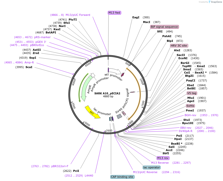 114974-plasmid-map-sequence-id-296762