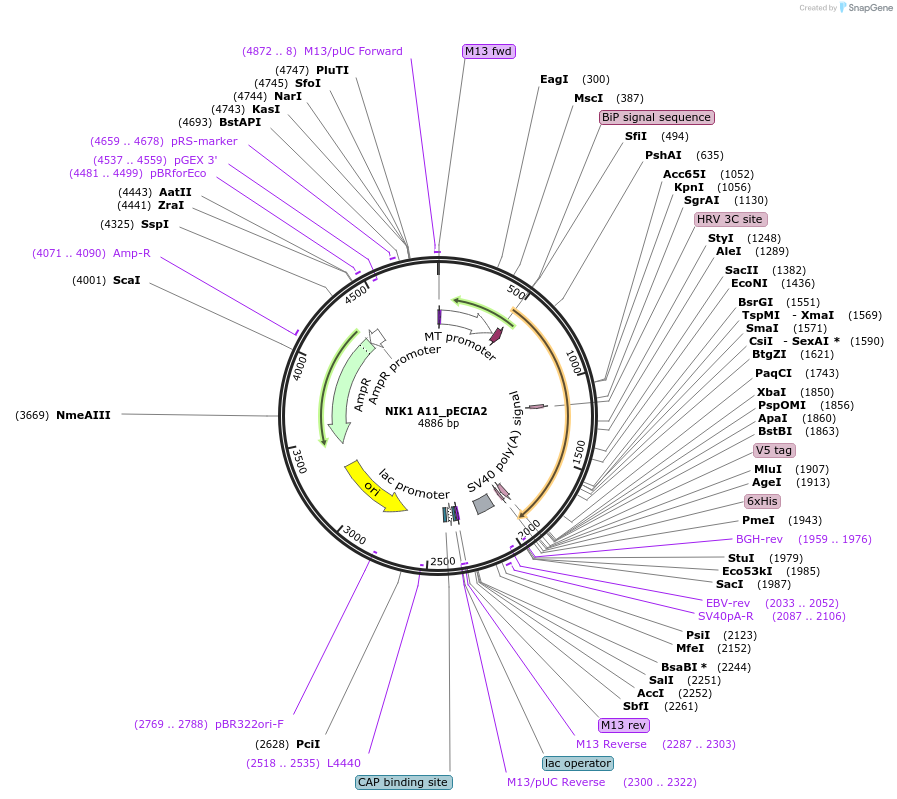 114977-plasmid-map-sequence-id-296764