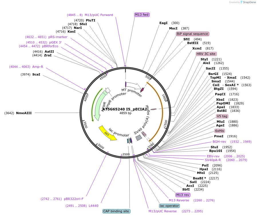 114980-plasmid-map-sequence-id-296769