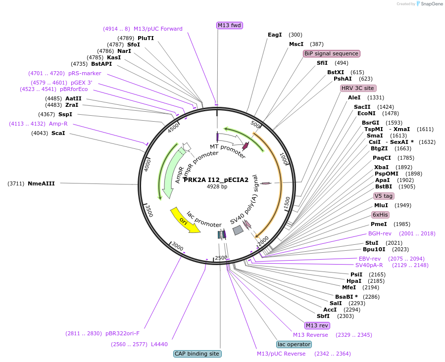 114987-plasmid-map-sequence-id-296776