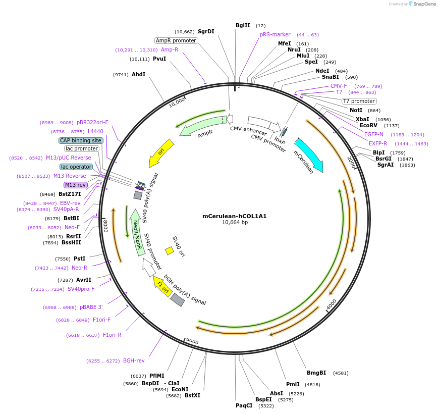 140112-plasmid-map-sequence-id-296778