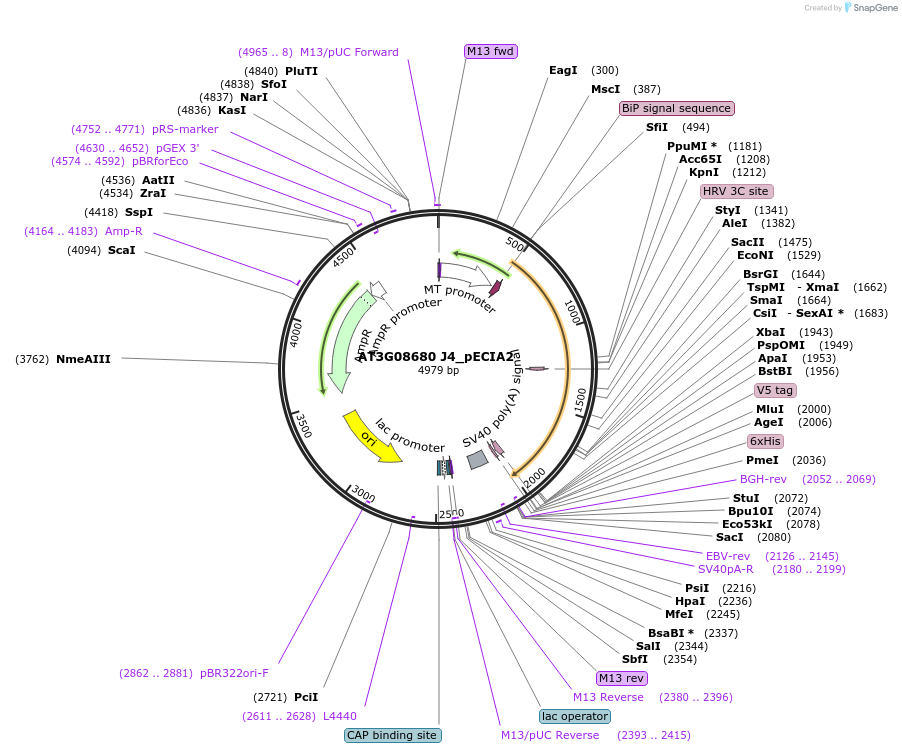 114991-plasmid-map-sequence-id-296780